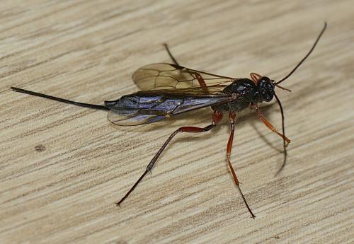 Coleocentrus sp.